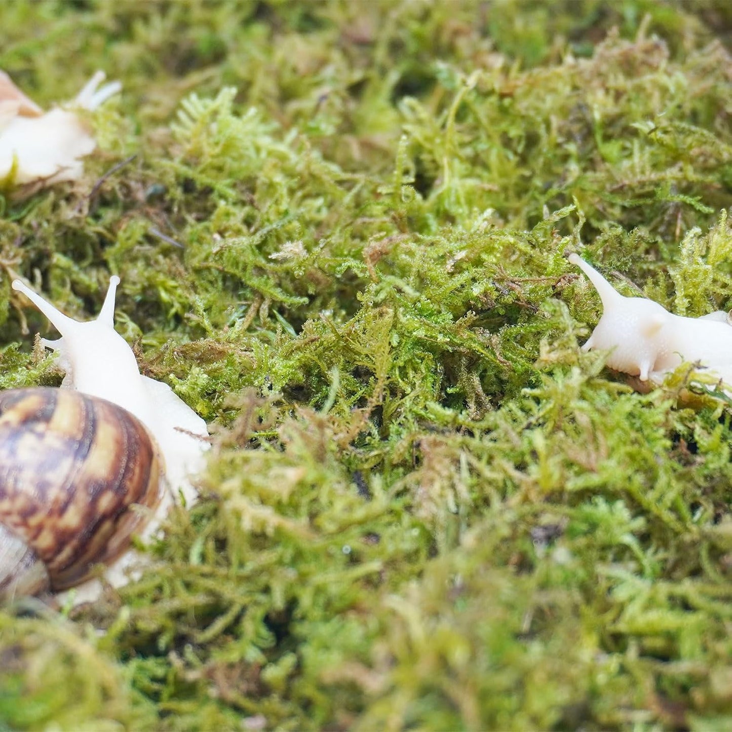 Hand-screened natural dye-free moss padding inside a pet land snail enclosure