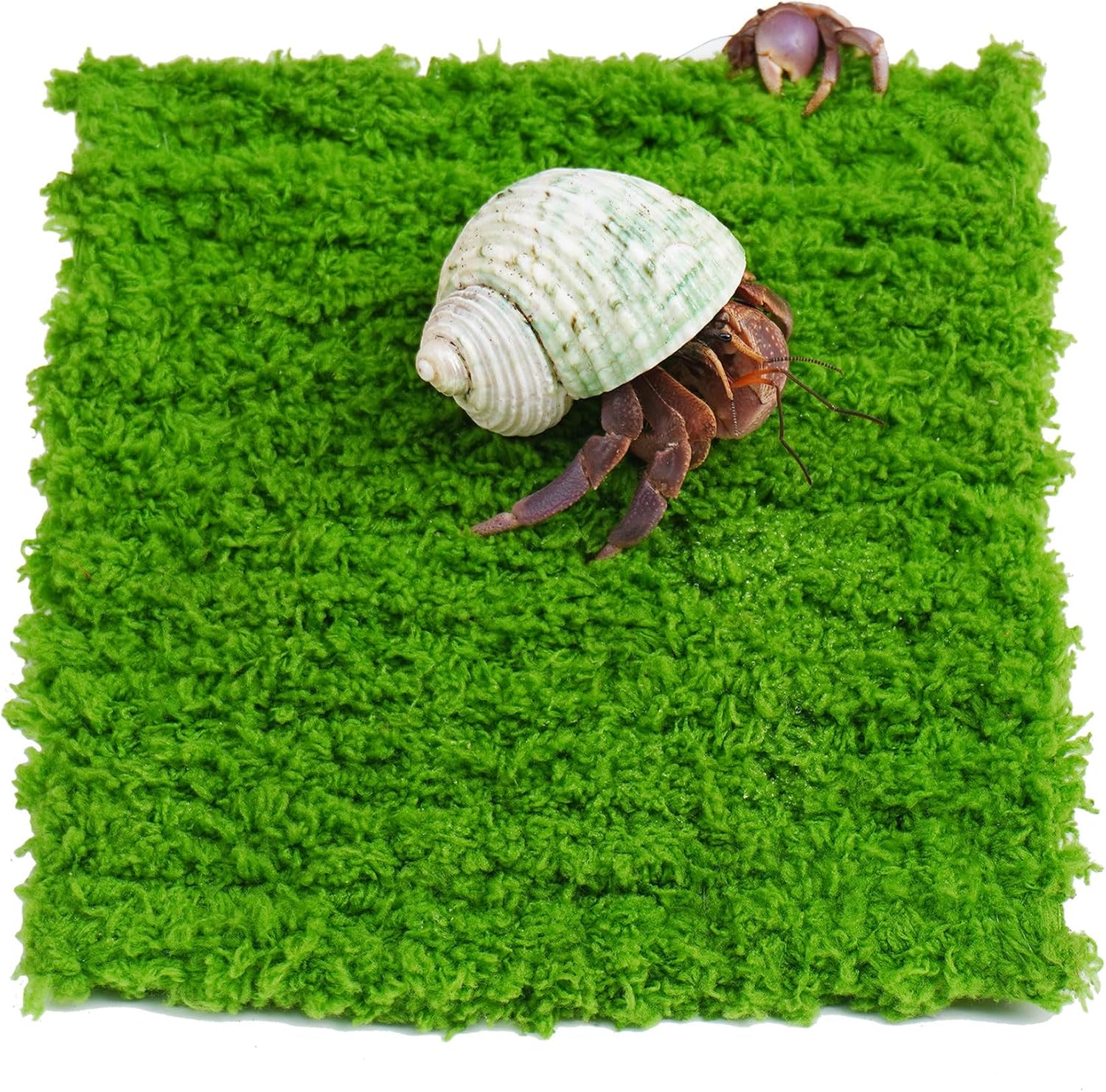 Hermit Crab Climbing Wall, 6 Inch Adjustable Hermit Crab Supplies for Hermit Crab Tank - Image 1
