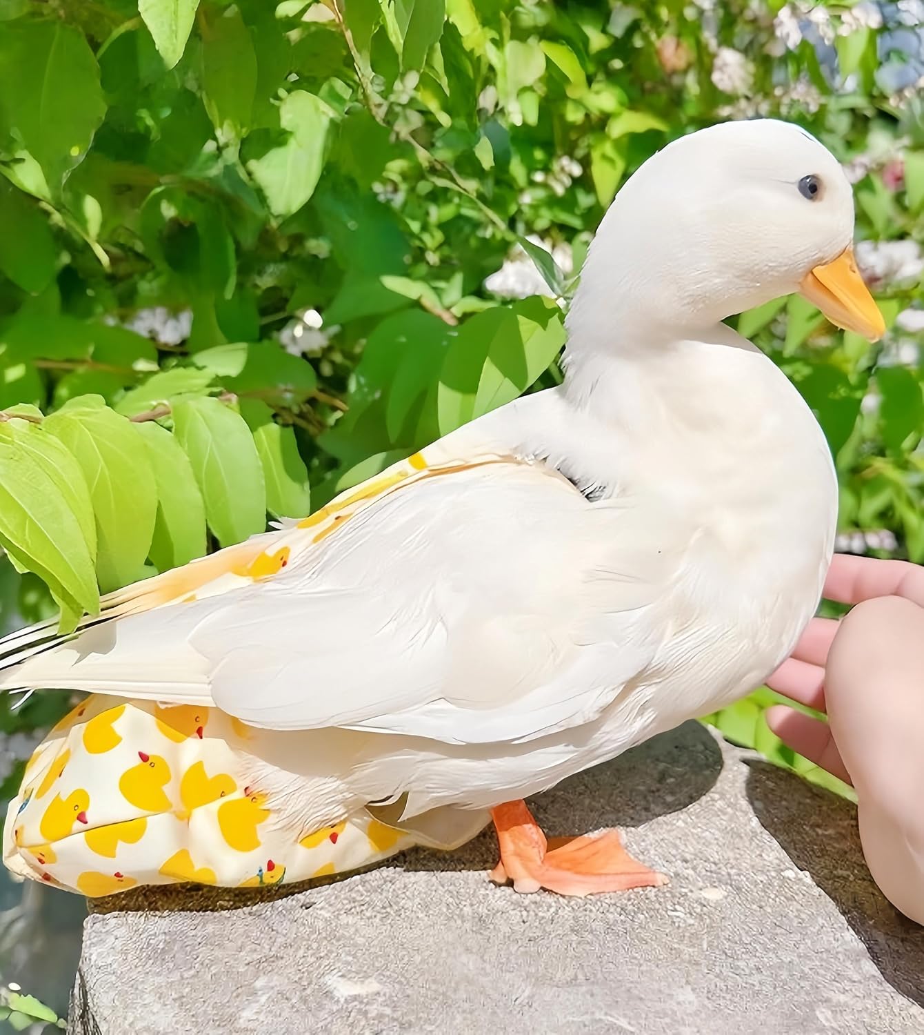 Magnoloran poultry nappies with adjustable straps and decorative bow ties displayed flat.