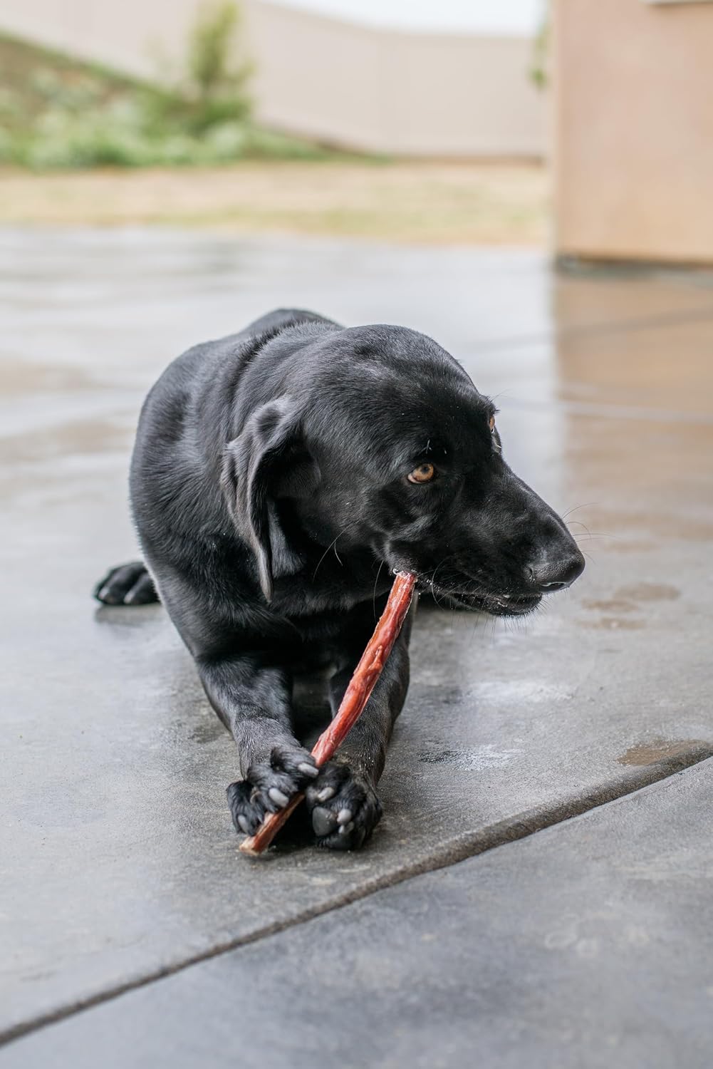 Best Pet Supplies dental dog chews in packaging