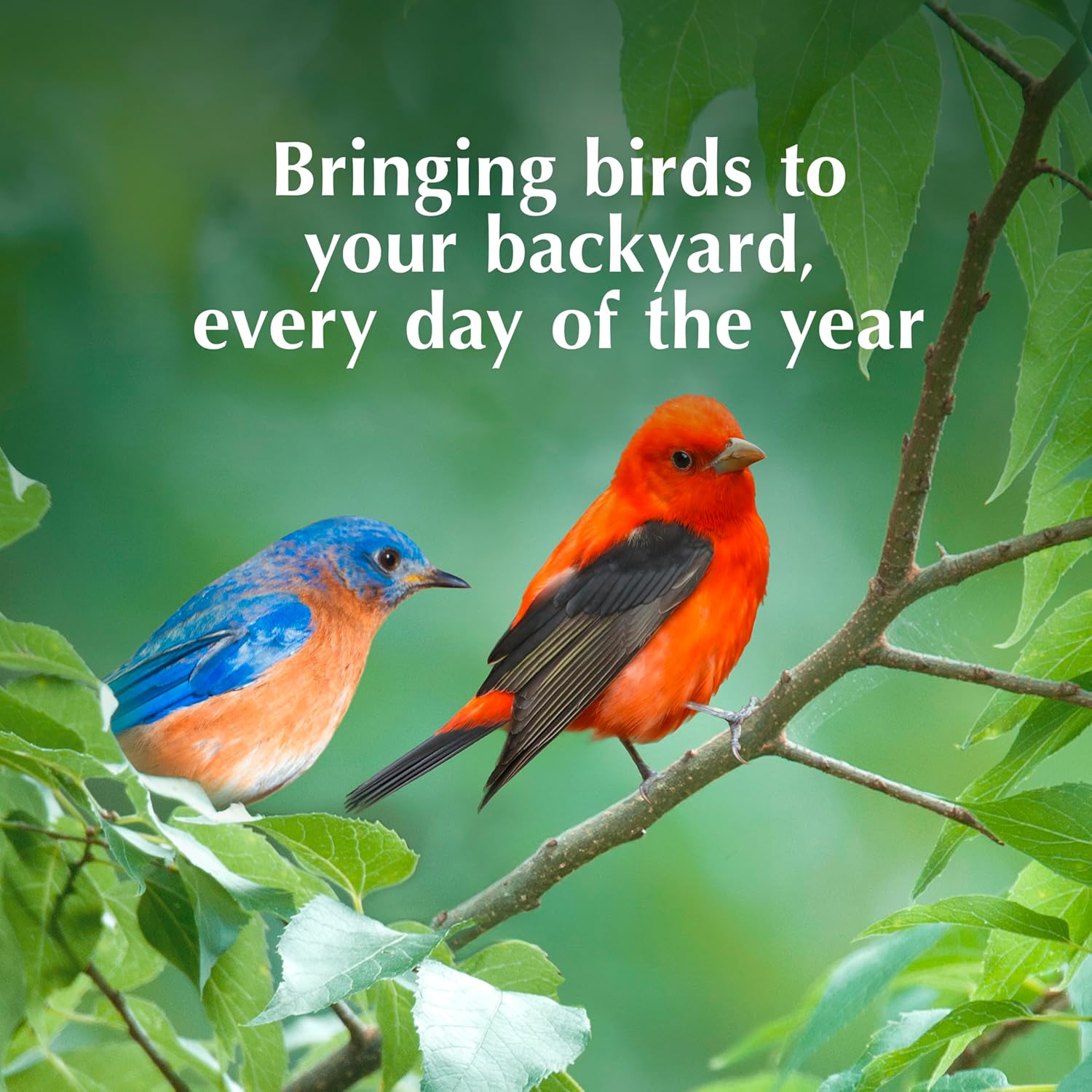 C&S Fruit n' Nut Suet Treat, Suet Cakes for Wild Birds Including Robins, Blue Jays, Bluebirds, Tanagers, Thrushes and More, 8 Pack - Image 9
