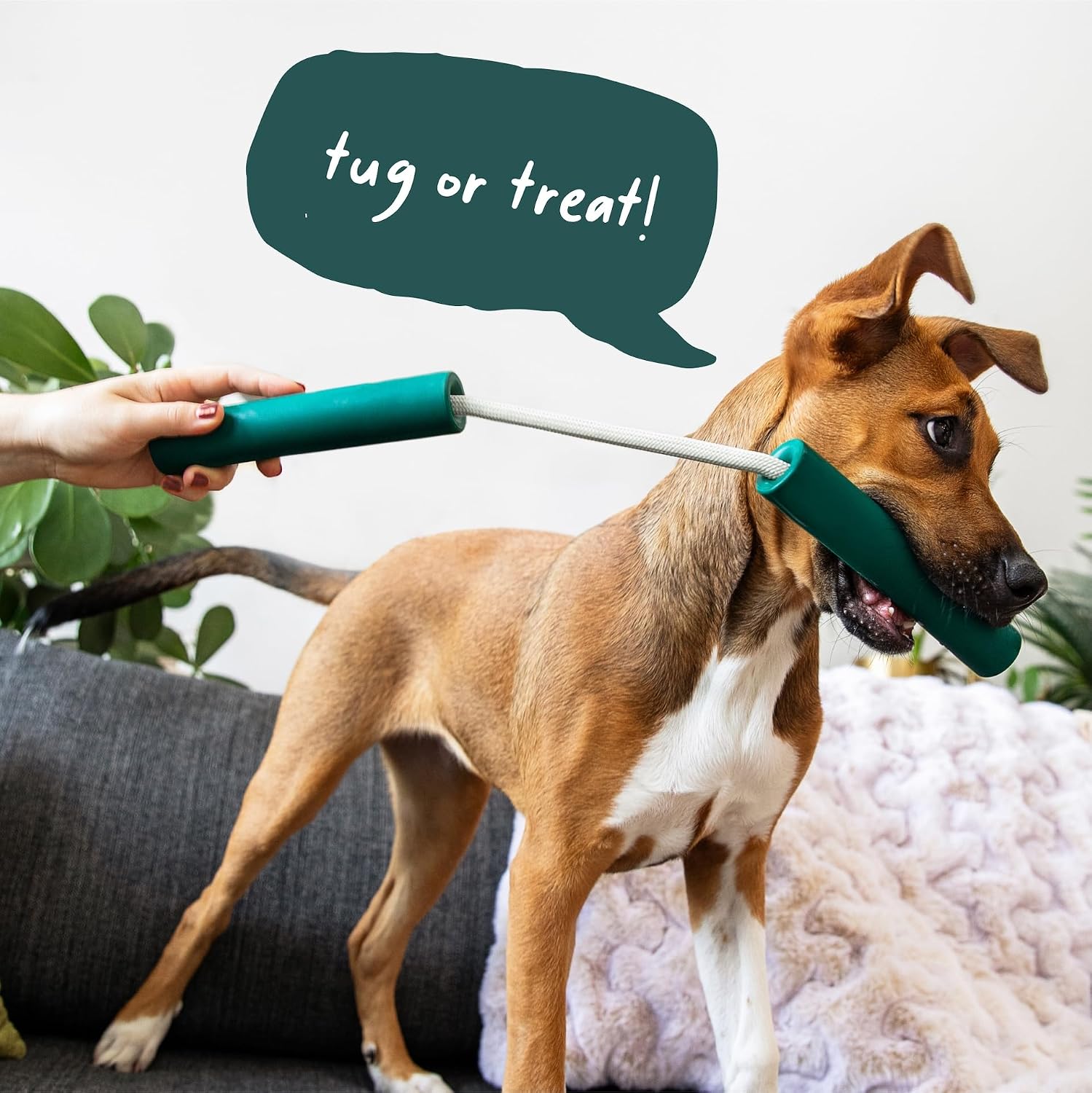 WOOF Nomchucks non toxic green rubber dog chew and fetch toy details