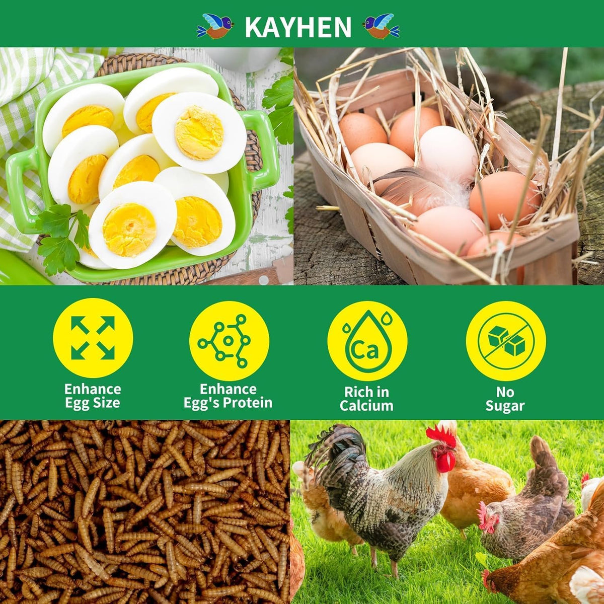 Healthy chickens eating Kayhen dried insect treats in a coop