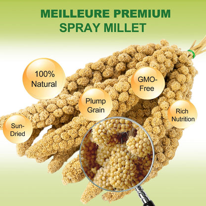 Close up of natural sun-dried millet spray texture