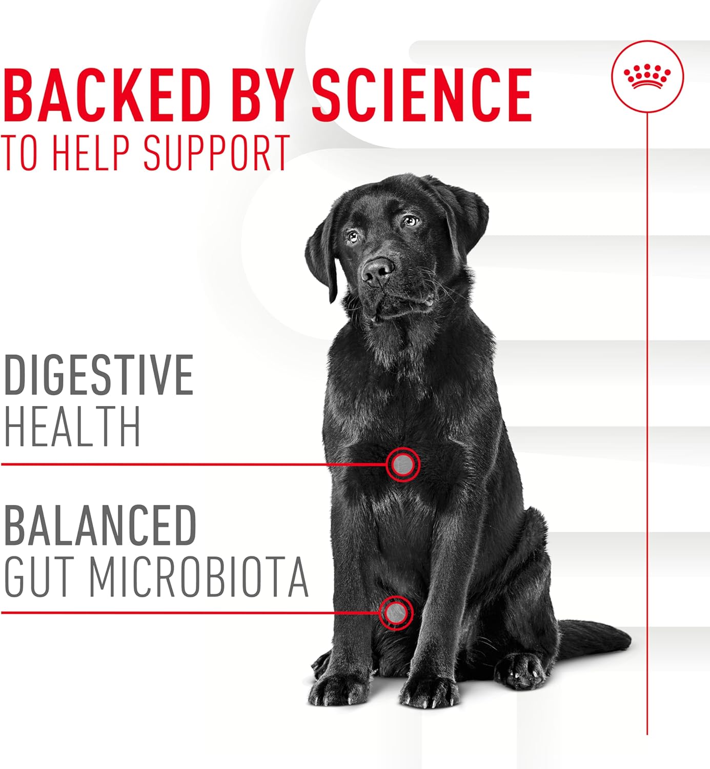 Royal Canin adult dog digestive supplement side view