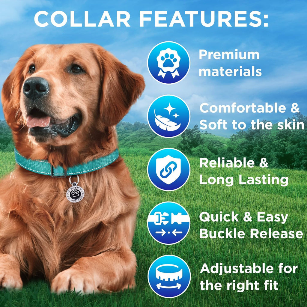 Teceum nylon dog collar showing quick release buckle