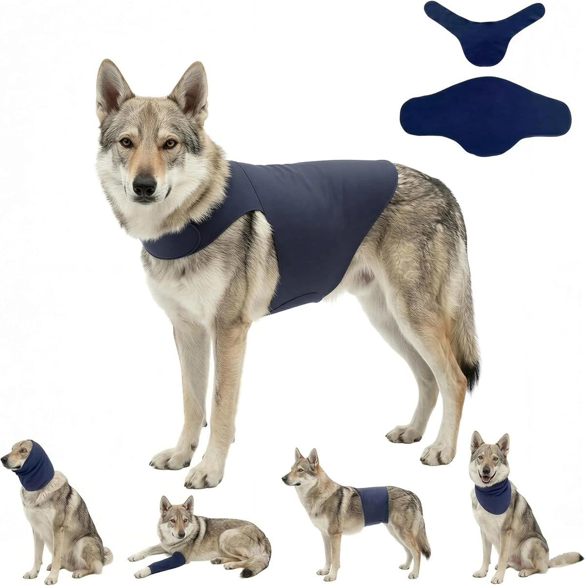 Dajidali extra small pet recovery clothing fitted comfortably on a cat
