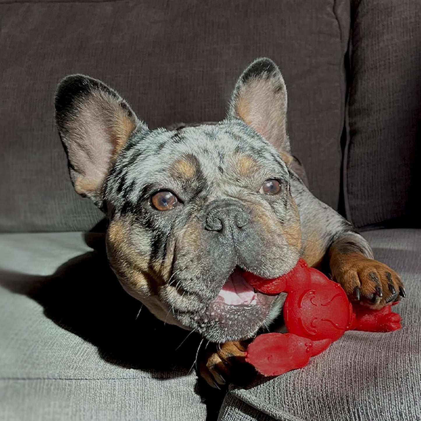 Nylabone Lobster Power Chew Toy for Dogs, Dog Toys for Aggressive Chewers, Filet Mignon Flavor, Small Dogs - Up to 25 Ibs, 1 Count - Image 14