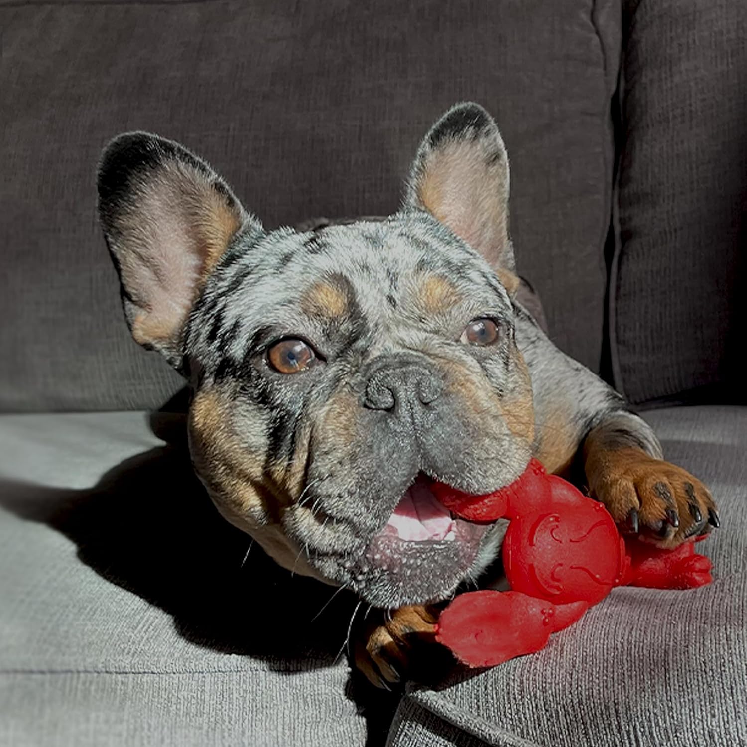 Nylabone Lobster Power Chew Toy for Dogs, Dog Toys for Aggressive Chewers, Filet Mignon Flavor, Small Dogs - Up to 25 Ibs, 1 Count - Image 14