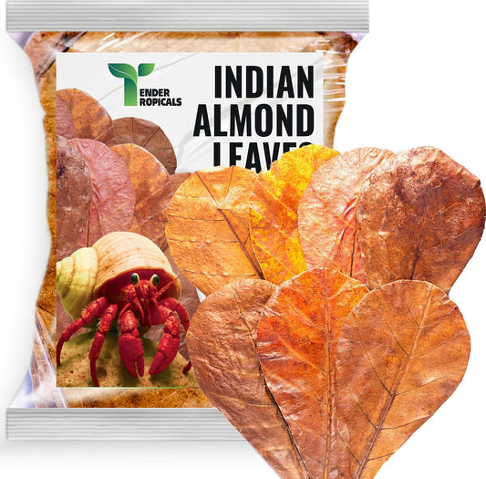 Tender Tropicals Indian Almond Catappa Leaves pack front view