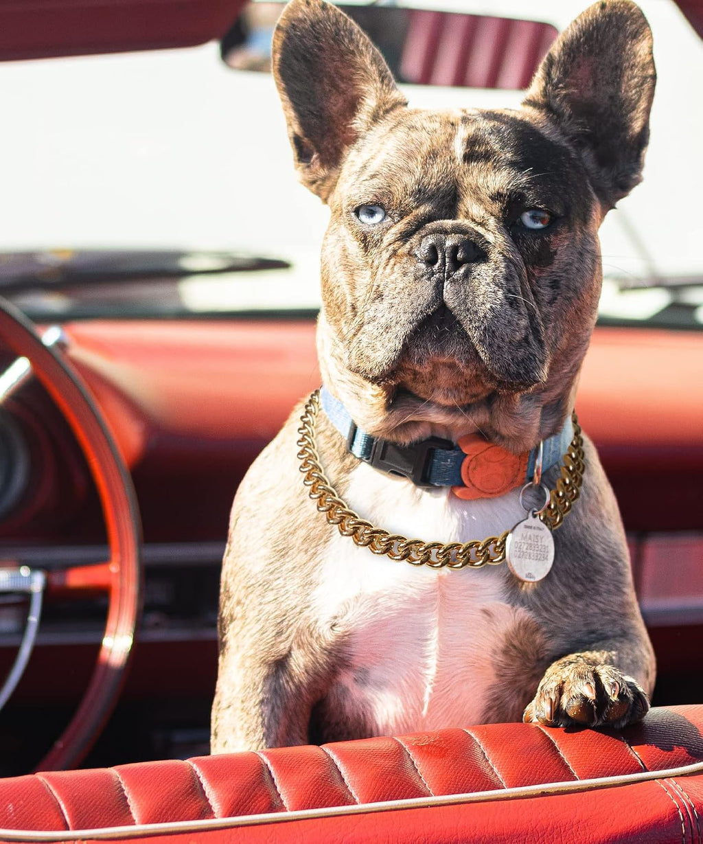 Lightweight Cuban link dog collar for French Bulldogs fashion accessory