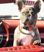 Lightweight Cuban link dog collar for French Bulldogs fashion accessory
