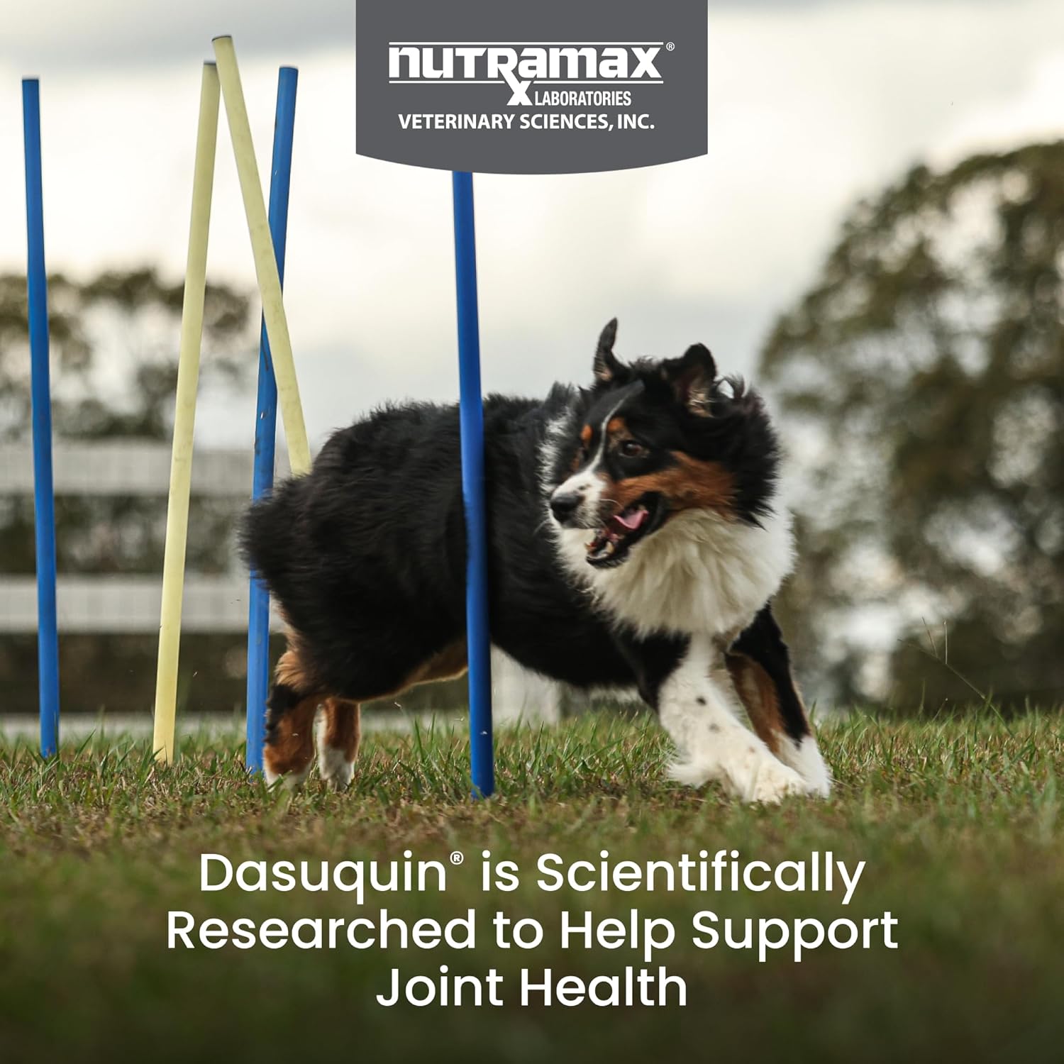 Nutramax Dasuquin chewable tablets joint supplement for large breed dogs