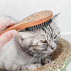 Ergonomic wooden handle pet brush for sensitive skin cats and small dogs