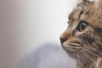 Detailed view of plant-based flea collar adjustment mechanism