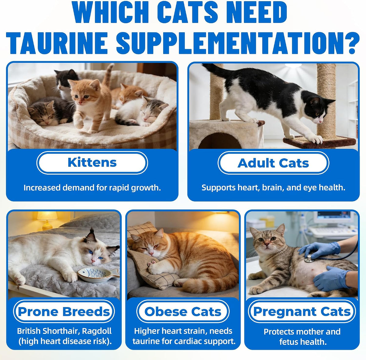 Just Try cat multivitamin bites with L-Carnitine and Omega-3.