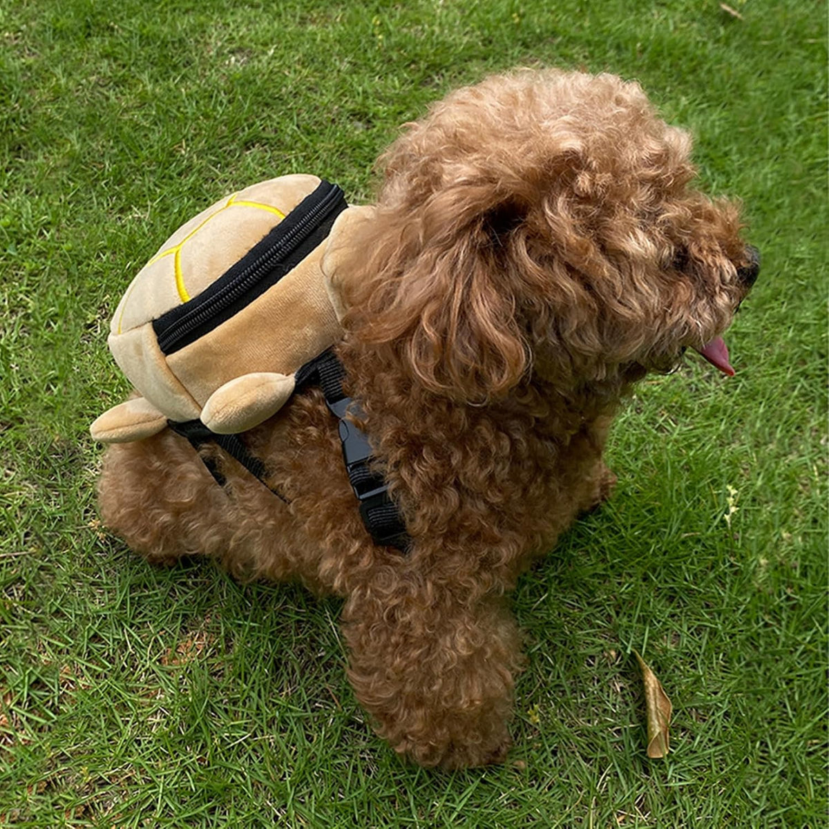 Small puppy wearing the no pull dog saddle bag during a hiking trip