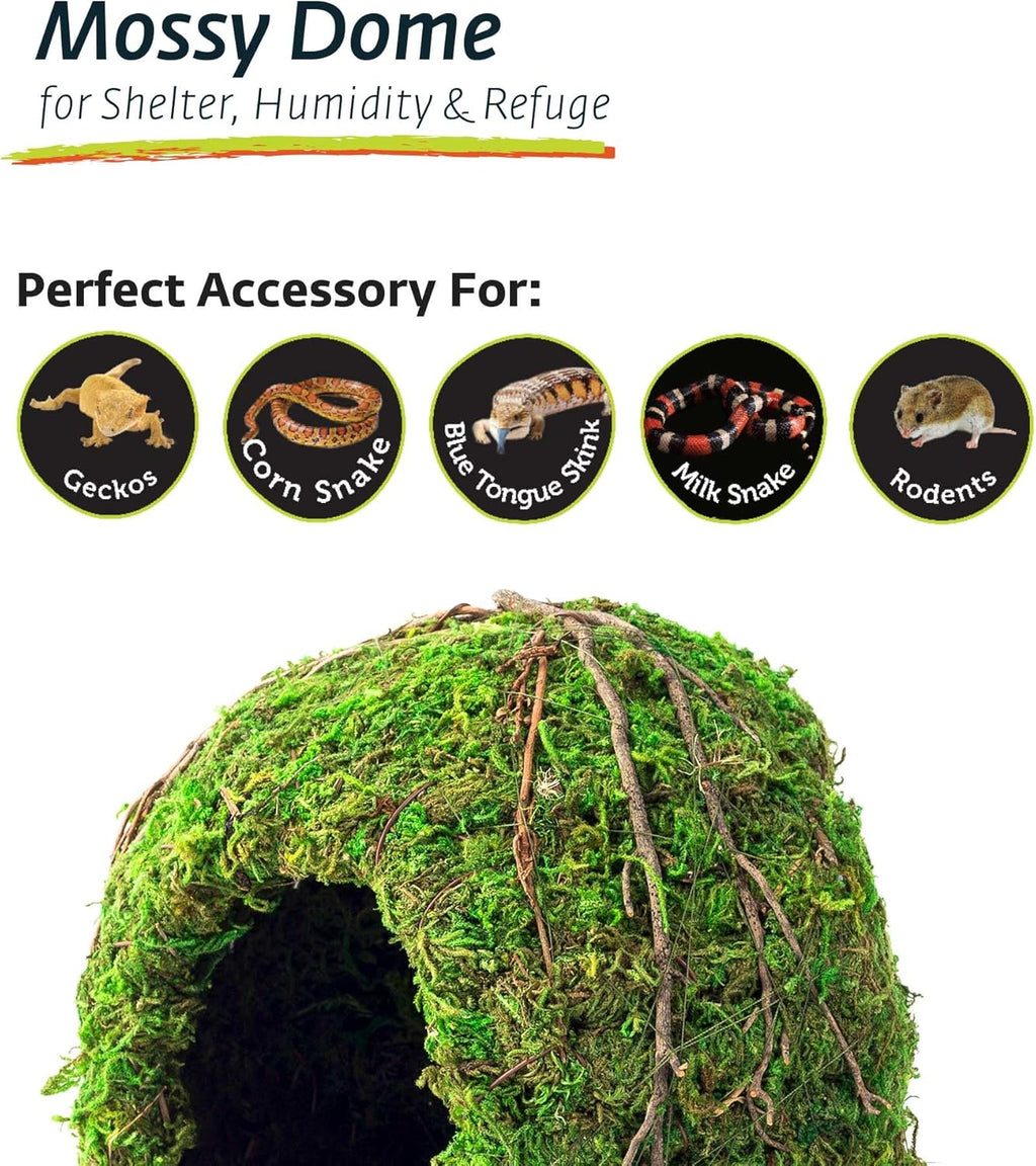 Galapagos mossy terrarium cave interior and texture detail