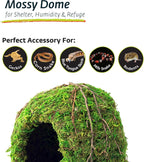 Galapagos mossy terrarium cave interior and texture detail