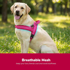 Reflective quick fit pet vest harness on large dog chest area