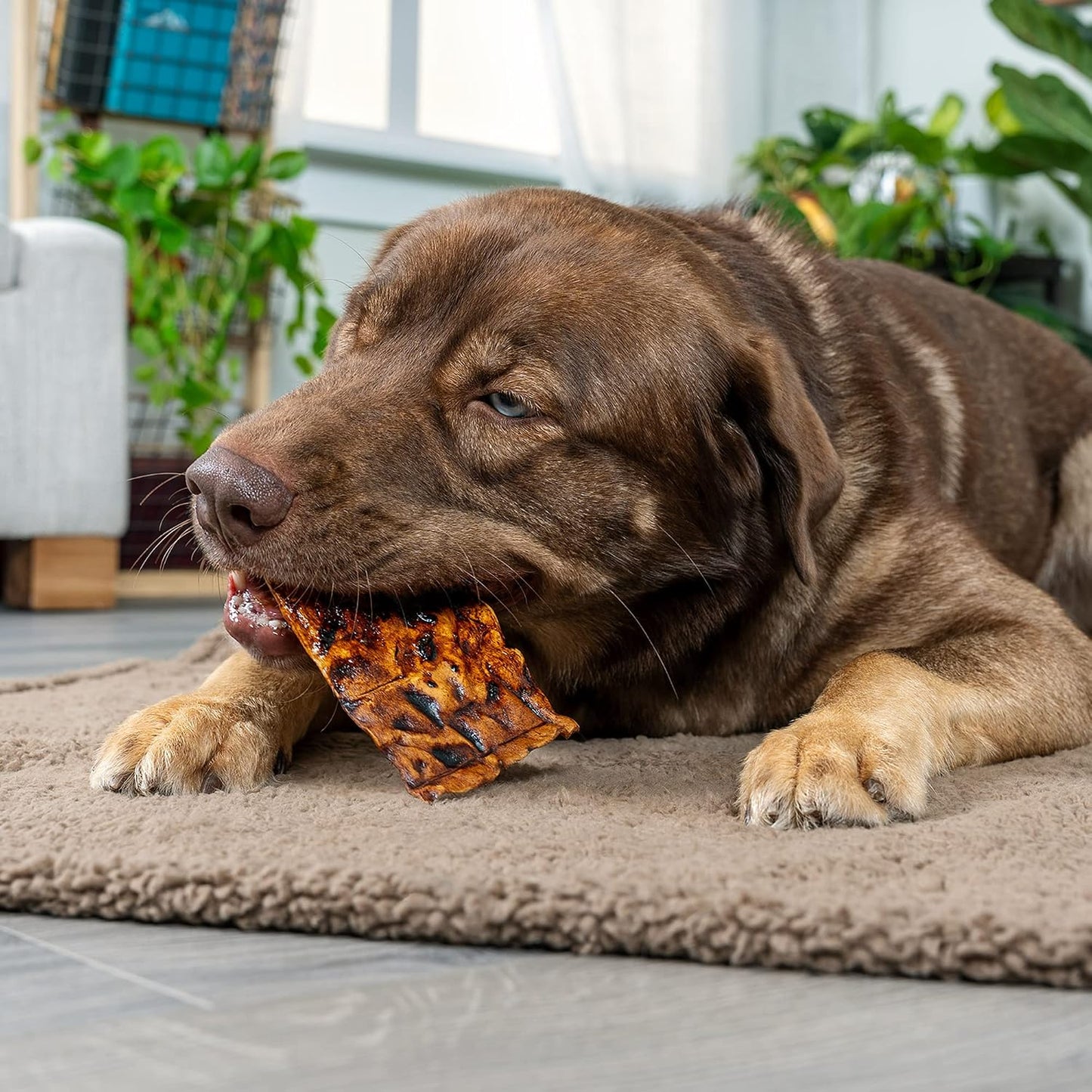 Pet Factory beef flavored natural rawhide chips for canine dental health.