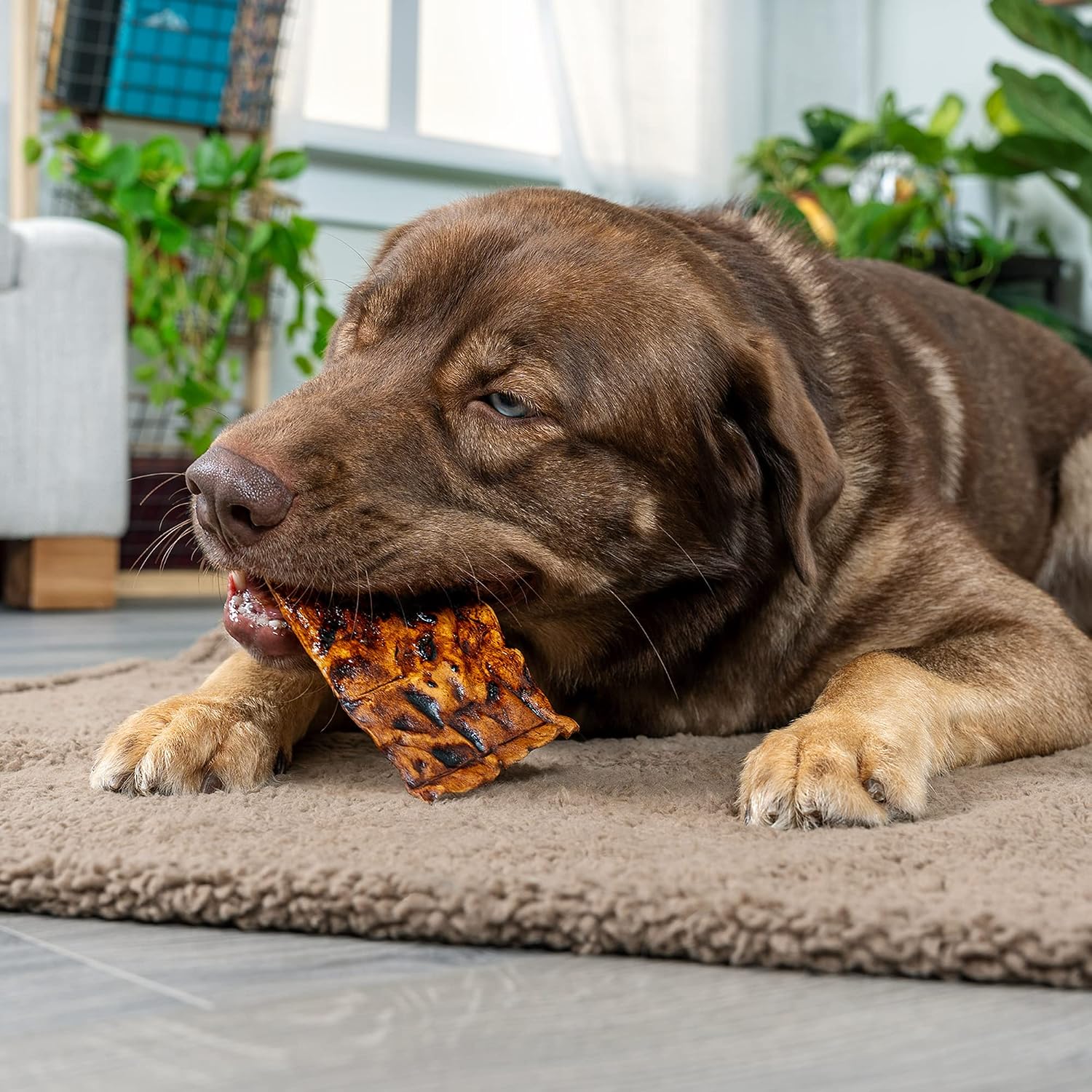 Pet Factory beef flavored natural rawhide chips for canine dental health.