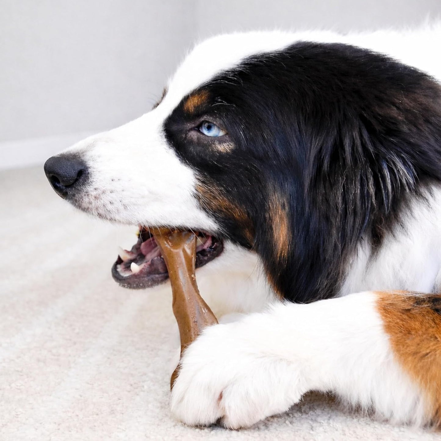 Dog chewing on Nylabone Strong Chew femur bone
