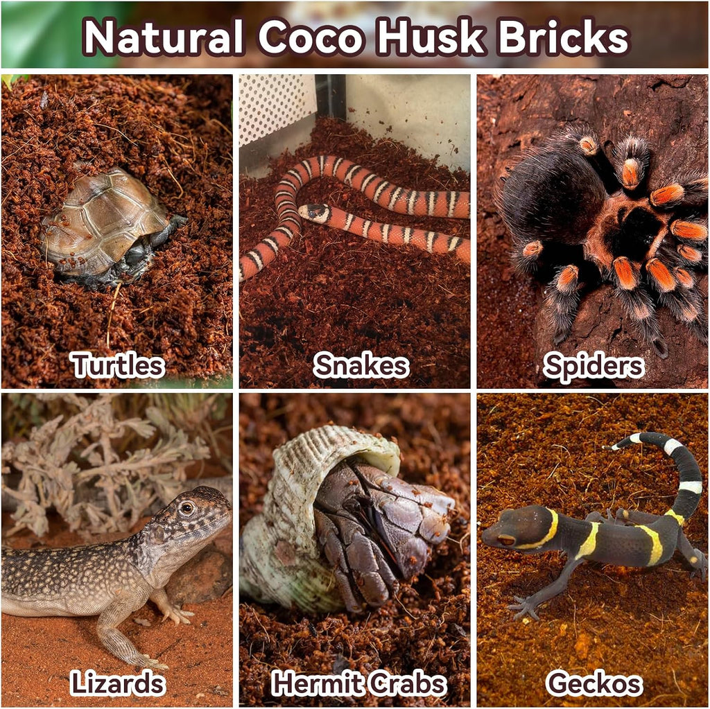 Terrarium setup featuring tortoises on coco coir bedding