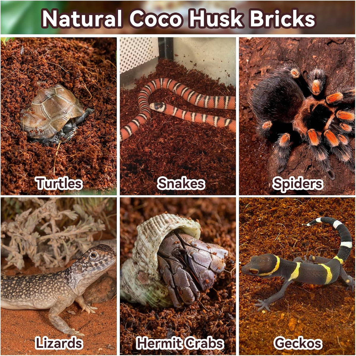 Terrarium setup featuring tortoises on coco coir bedding