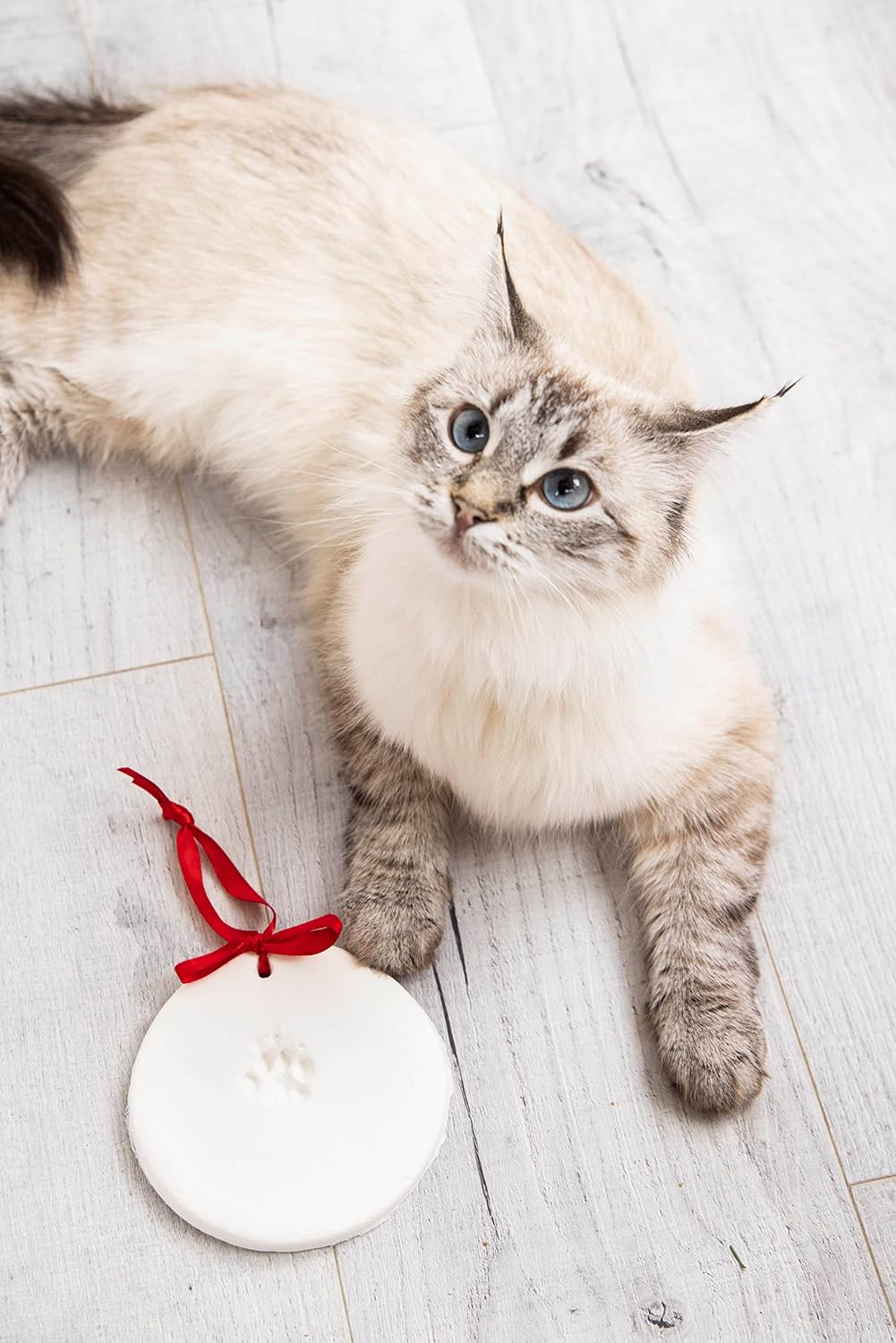 Cat paw print clay ornament with red ribbon