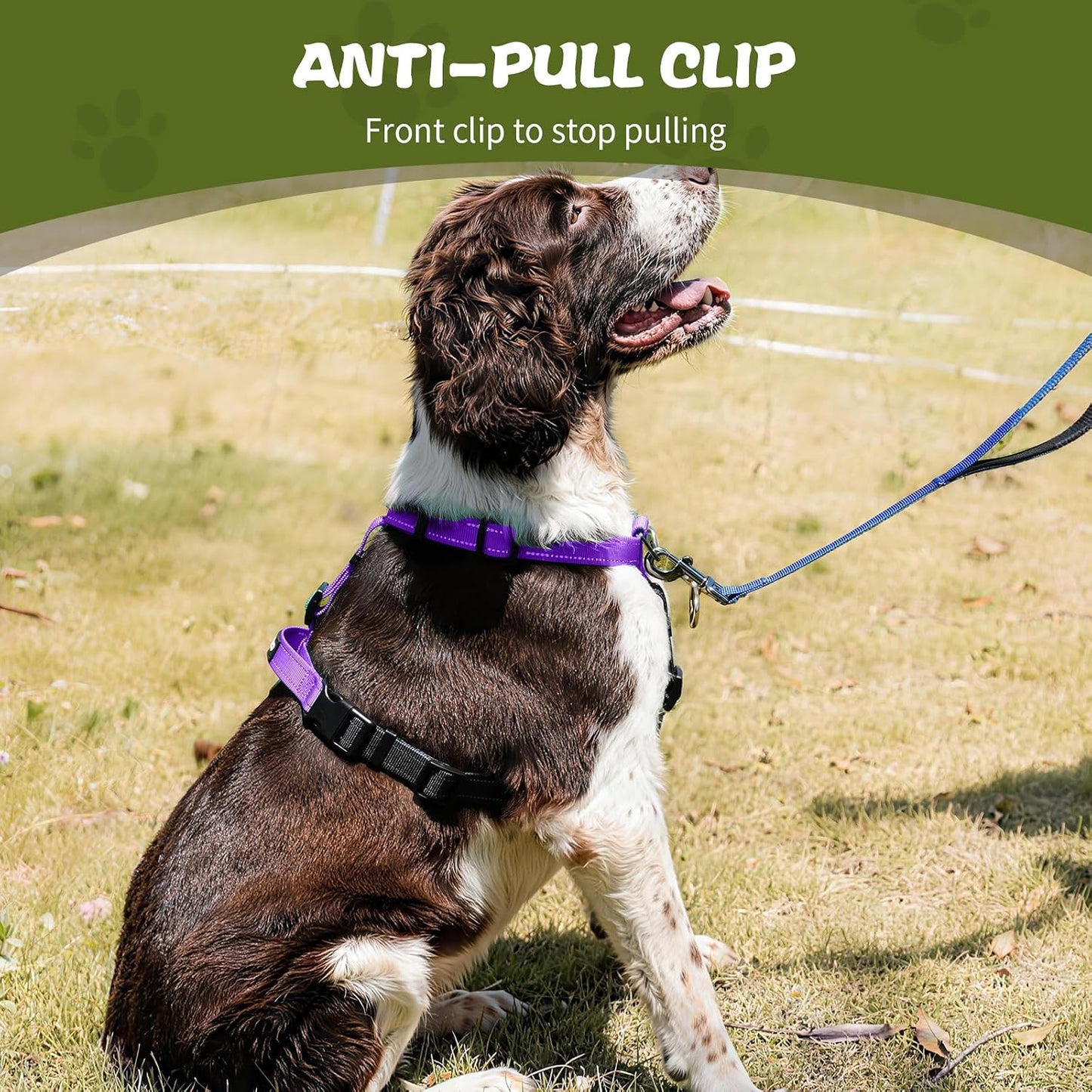 Dog wearing Kazazoo purple harness on outdoor trail