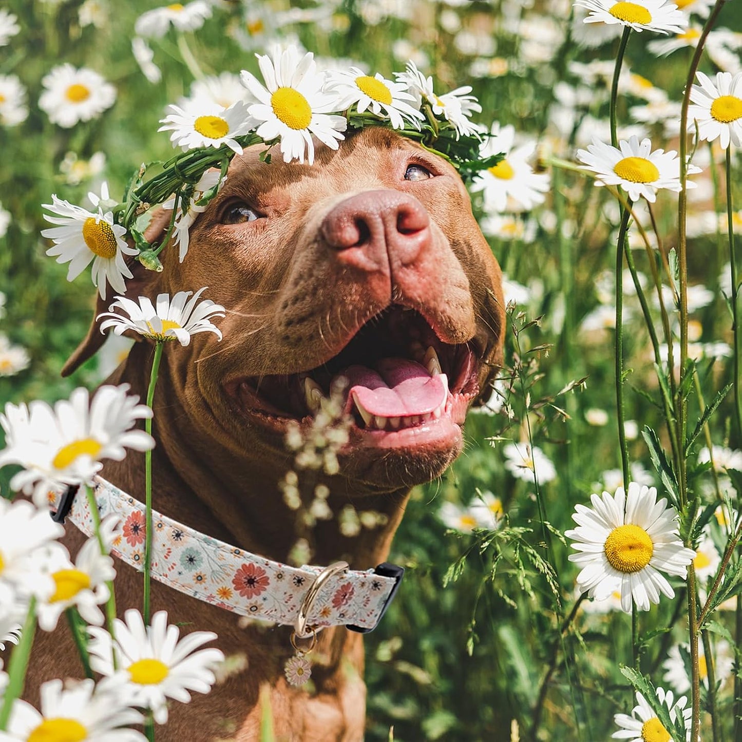 Detailed shot of detachable flower charm on Faygarsle pet collar