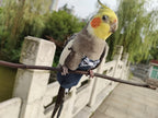 Side profile of pet bird in comfortable denim bird diaper