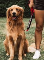 High contrast service dog warning sleeve for outdoor training and walks.