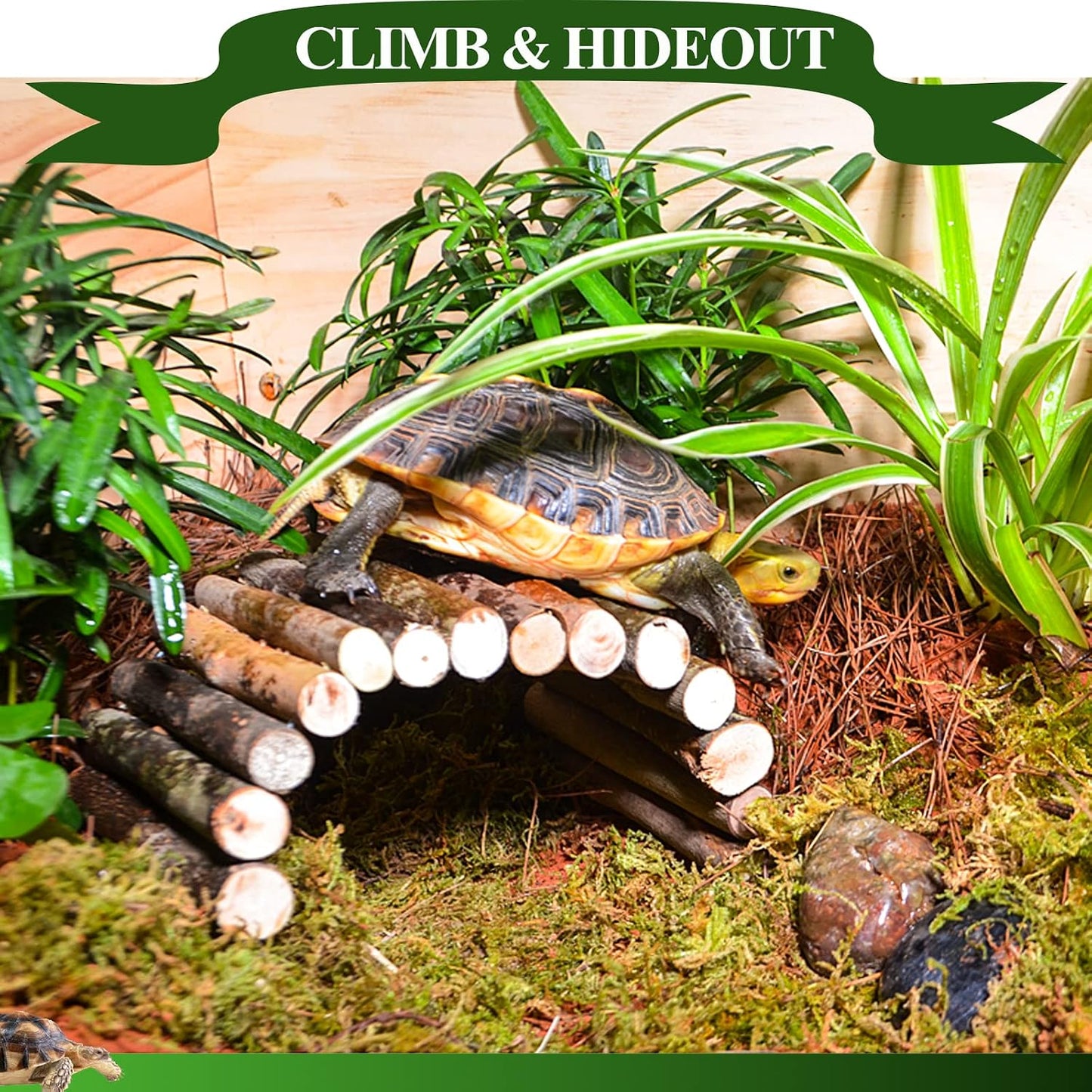 Full view of Hercocci tank accessories arranged in a habitat