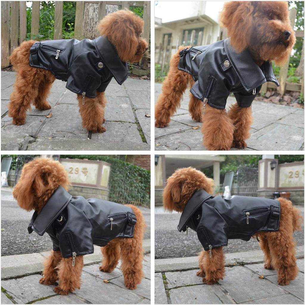 Small dog wearing stylish black punk style leather coat