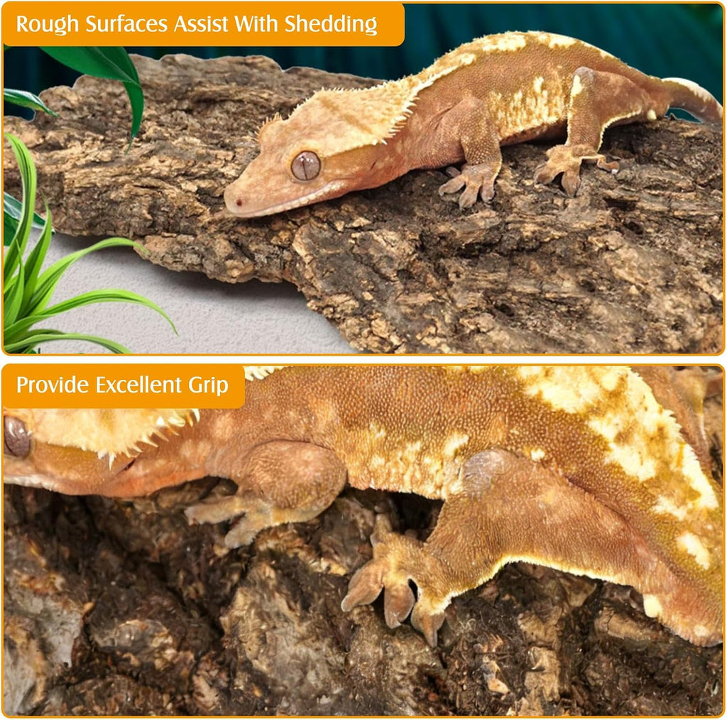 Chameleon navigating the securely mounted natural cork wood climbing backdrop inside an exotic pet enclosure.