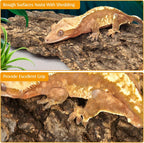 Chameleon navigating the securely mounted natural cork wood climbing backdrop inside an exotic pet enclosure.