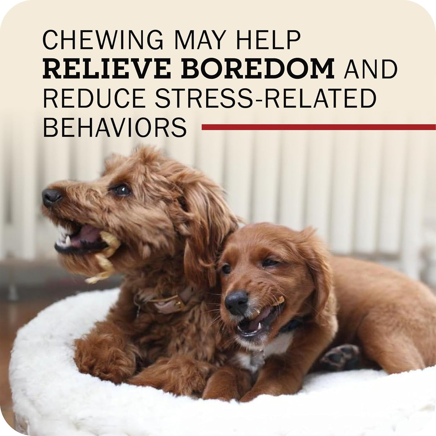 Redbarn healthy beef pizzle spring chew stick dimensions view