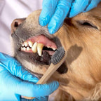Soft charcoal-infused bristles on H&H Pets dog toothbrush
