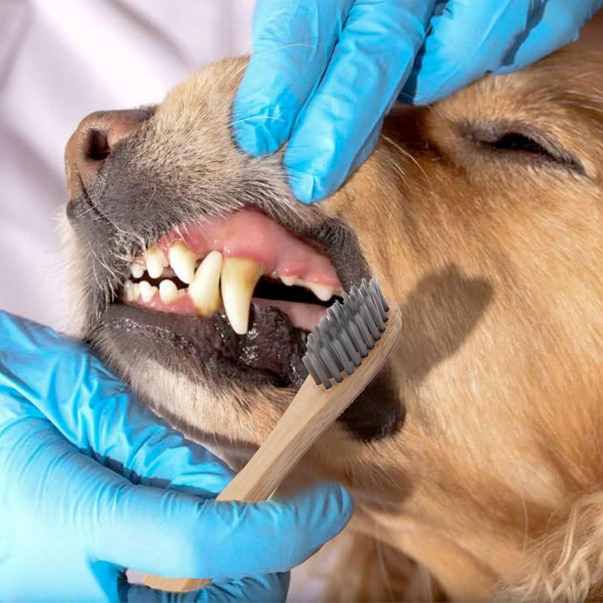 Soft charcoal-infused bristles on H&H Pets dog toothbrush