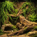 Hercocci reptile plants arranged inside a glass reptile tank setup.