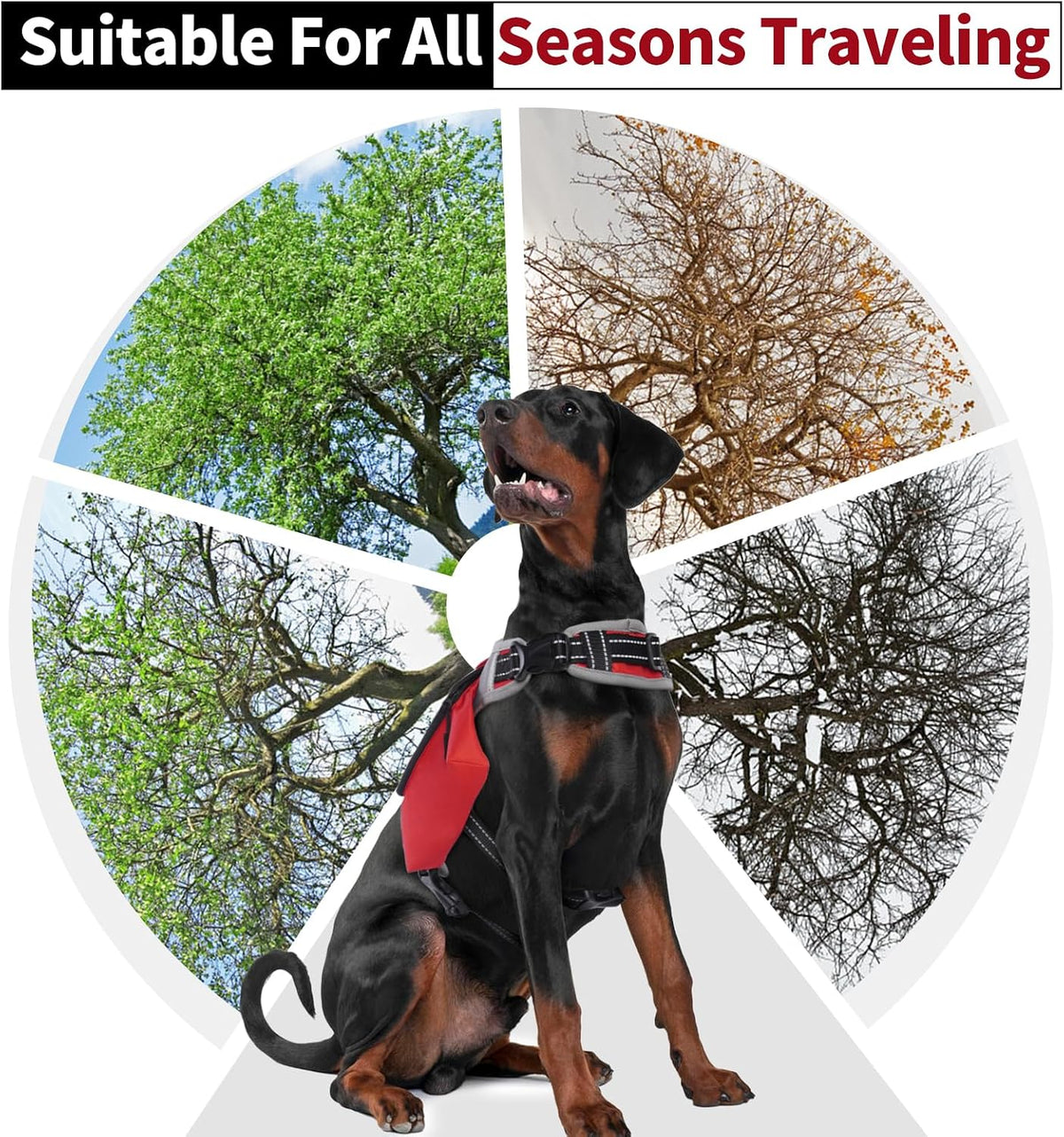 DENTRUN premium tear-resistant nylon dog pack being used on an outdoor trail walk