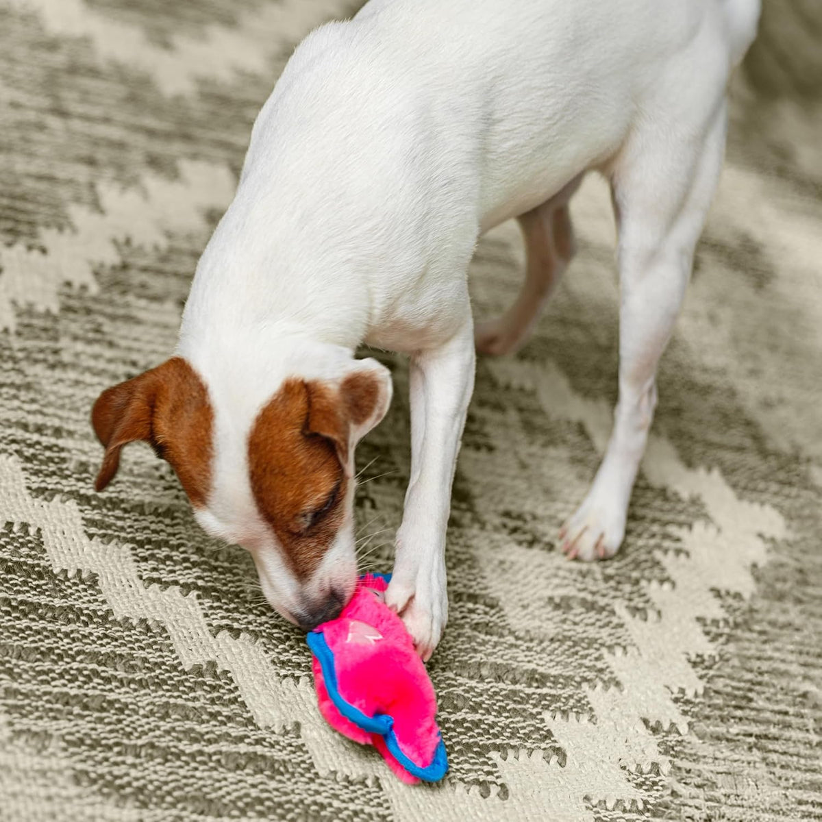 Outward Hound puncture resistant squeaker toy close up view