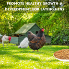 Nutritious dried mealworms close up texture for wild bird food