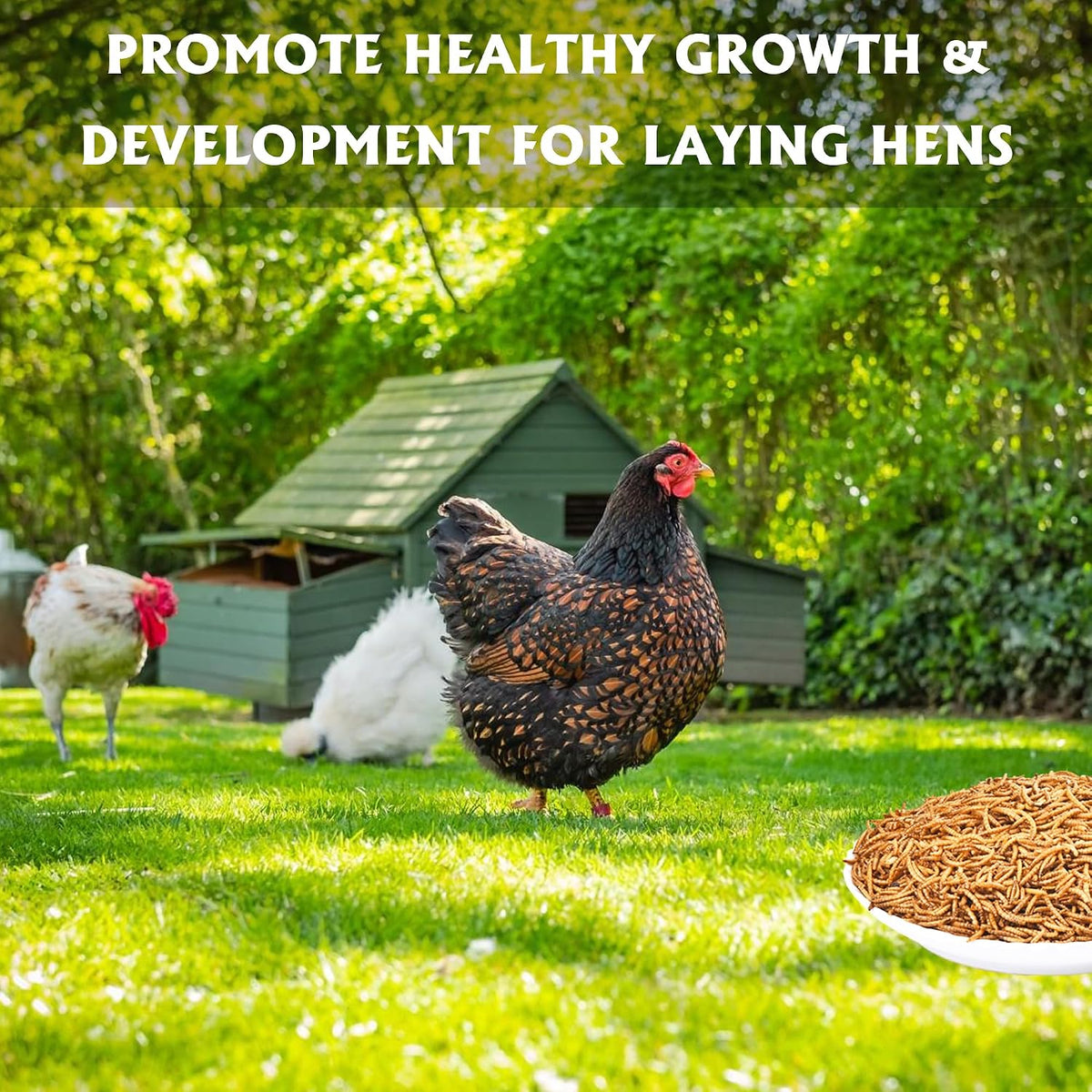 Nutritious dried mealworms close up texture for wild bird food