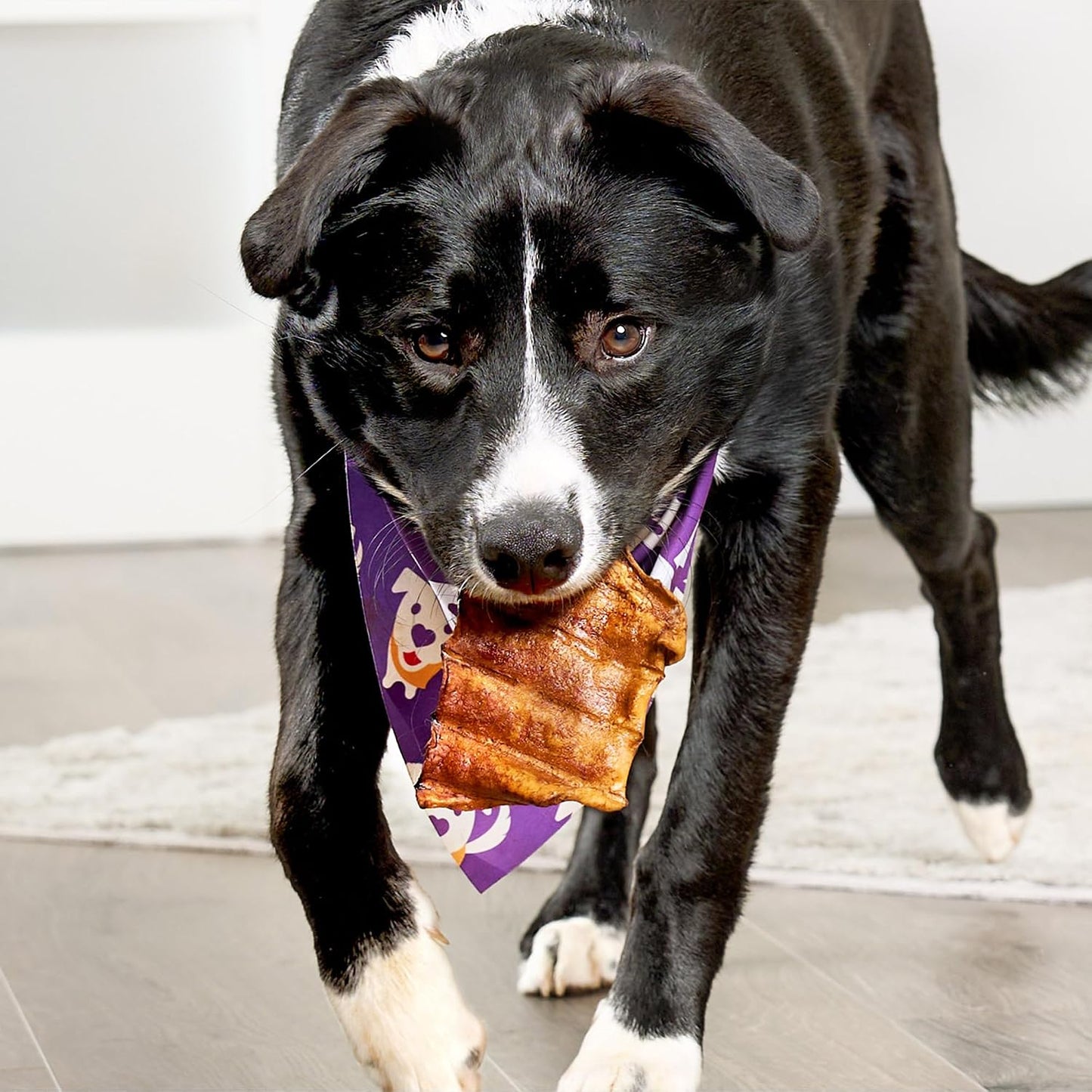 Back label of Treatly dog chews showing the premium ingredients and manufacturing details