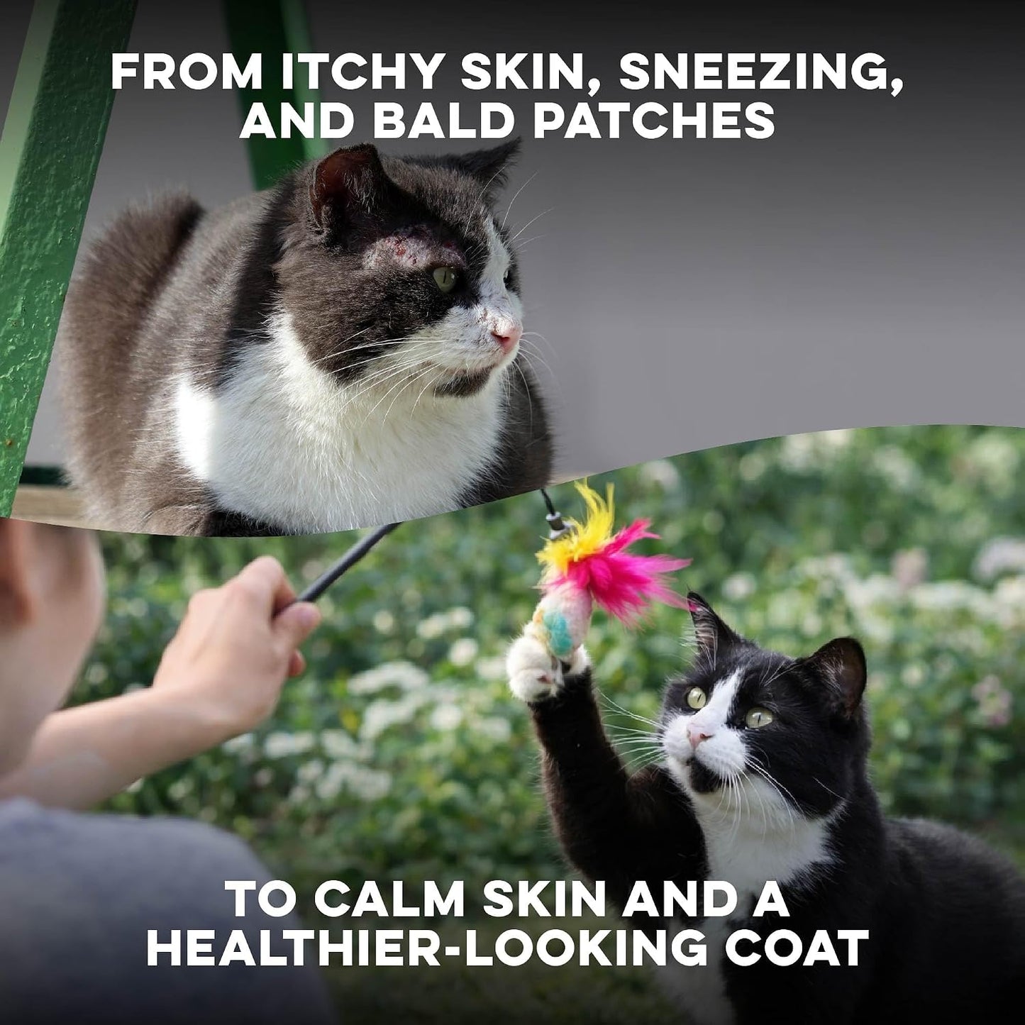 Holistic pet allergy supplement bottle showing 400 easy to use pills.