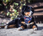 Realeaf USA flag pet fashion accessories package showing the two distinct patriotic patterns.