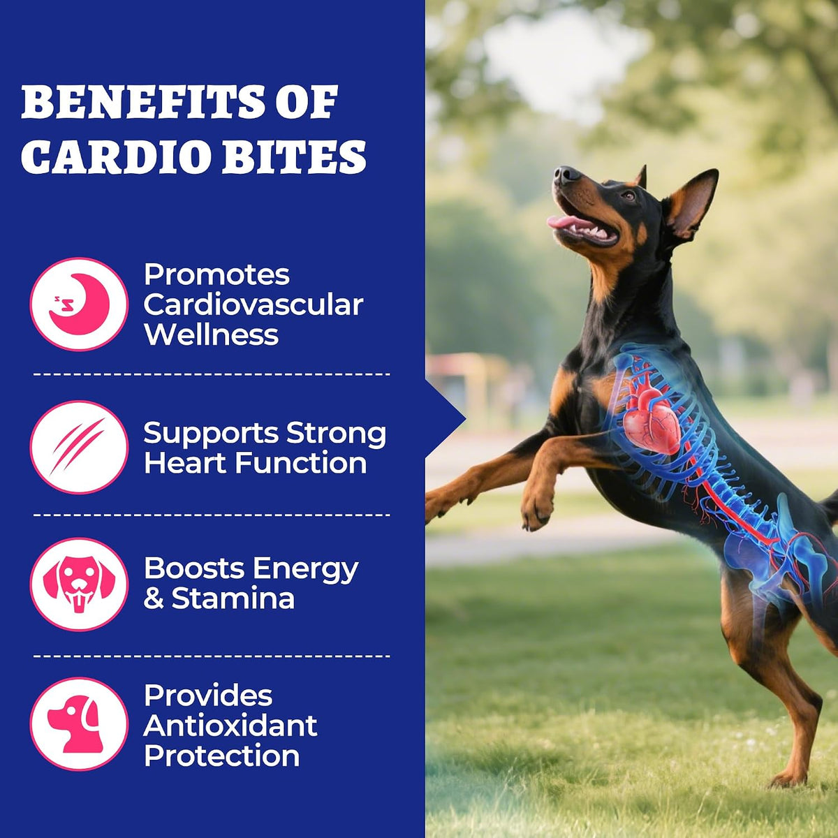 Wellix canine cardiovascular chewable bites jar packaging